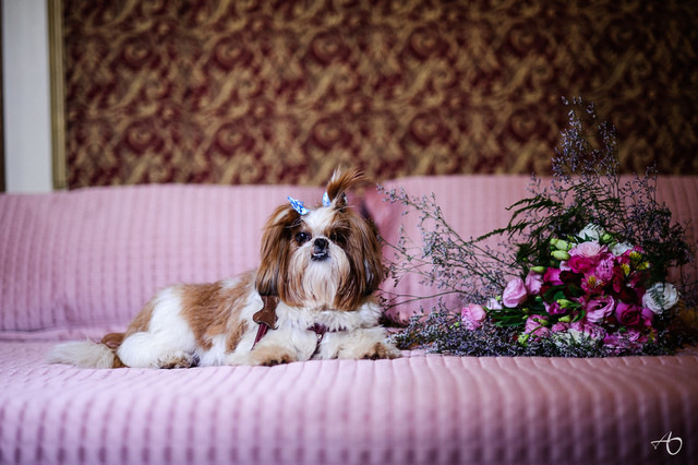 Wedding de Klara + Bruno