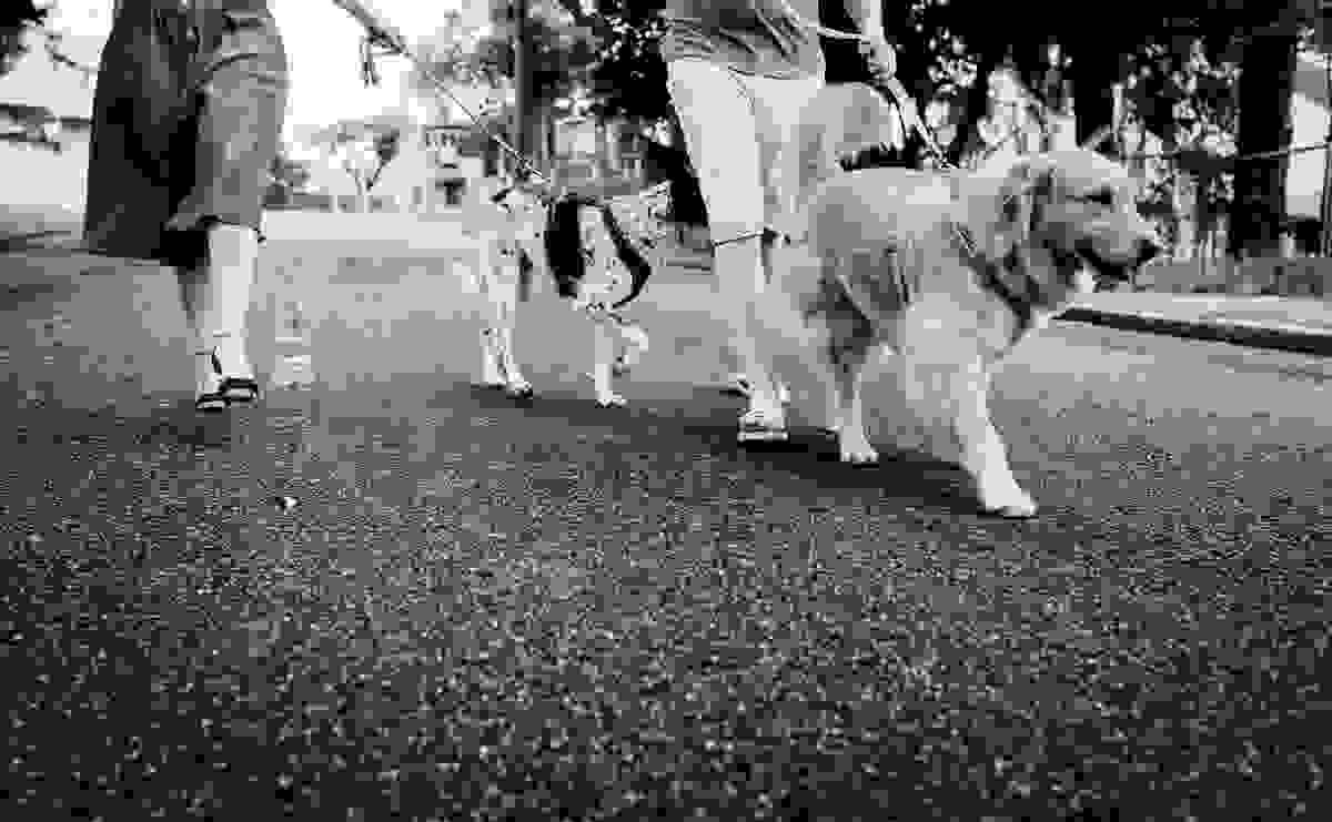 ensaio-fotografico-familia-curitiba, ensaio-com-cachorro-curitiba, ensaio-pet-curitiba, ensaio-casal-curitiba, book-casal-curitiba, ensaio-familia-curitiba