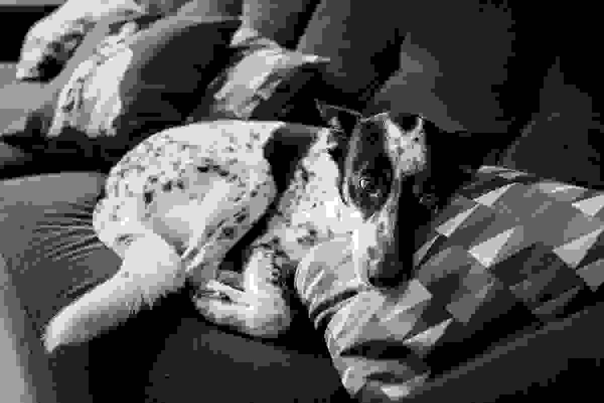 ensaio-fotografico-familia-curitiba, ensaio-com-cachorro-curitiba, ensaio-pet-curitiba, ensaio-casal-curitiba, book-casal-curitiba, ensaio-familia-curitiba