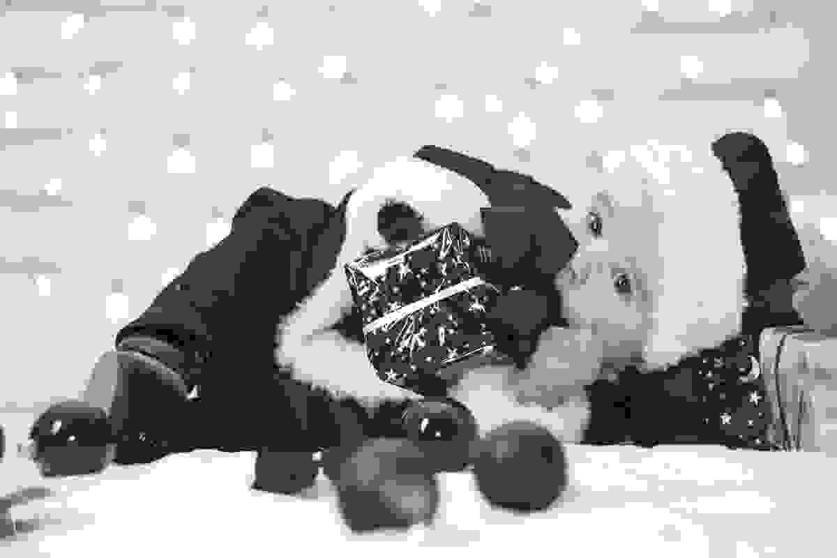 Especial Natal Infantil, em ensaio fotográfico.