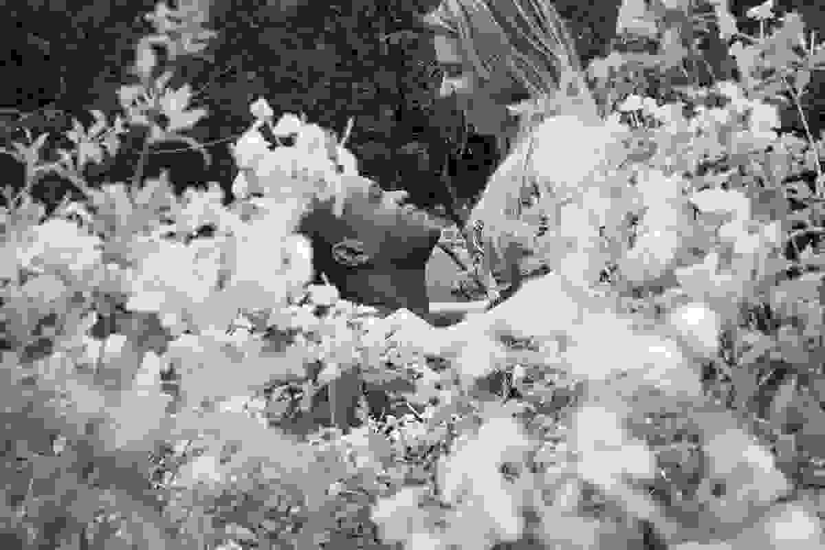 Noivo levanta a noiva pela cintura por detras do jardim florido e as flores fazem uma llinda moldura nesta foto pré casamento