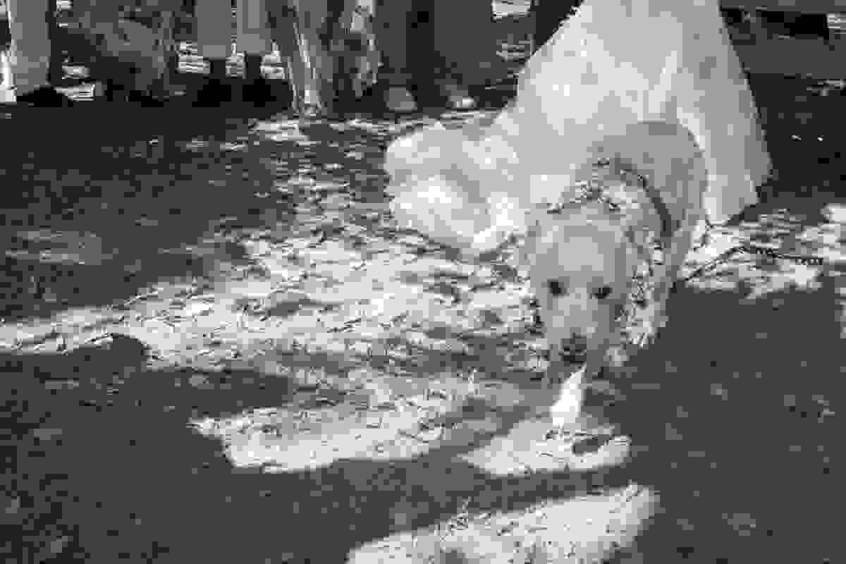 Fotografia de Casamento em Rio das Ostras - Casar no campo - RJ - cachorro