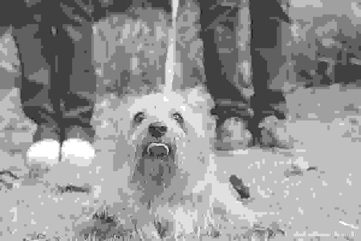 penelope a cachorrinha mostrando a lingua