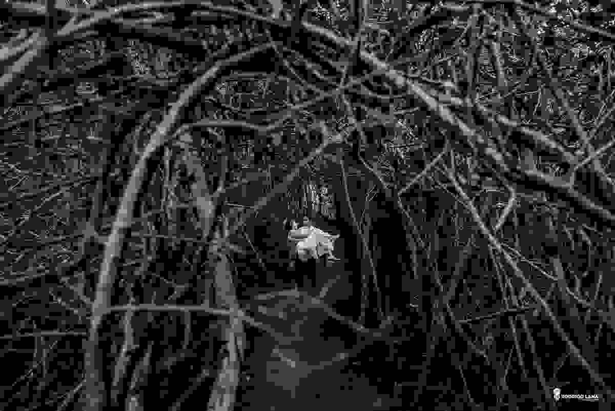 noivo carregando a noiva felizes na floresta de árvores