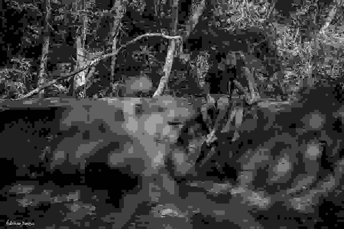 beijo chameguento na cachoeira em cima do musgo Vargem Grande Florianopolis - cachoeira