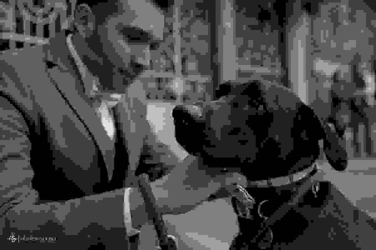 o cachorro Bruce colocando a gravata antes do casamento que levará as alianças