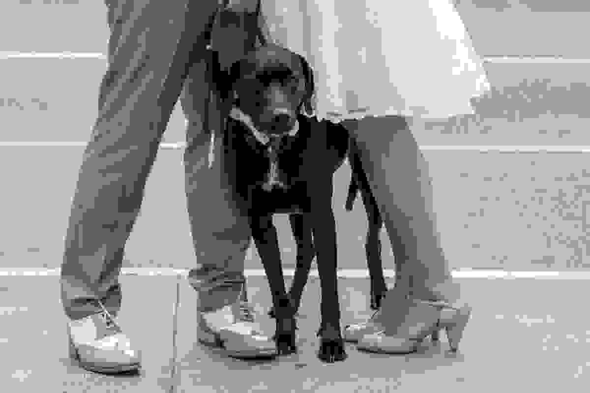 detalhe do cachorro Bruce no meio dos noivos no ensaio na avenida paulista